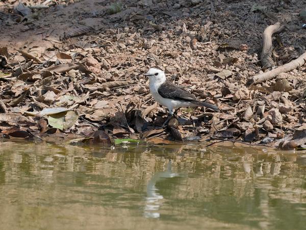 Zwartrugwatertiran (Fluvicola albiventer)